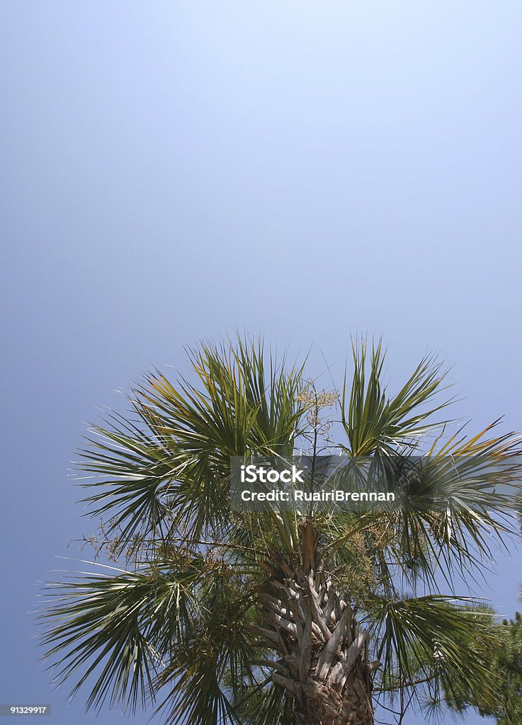 Cordyline australis albero con cielo blu - Foto stock royalty-free di Albero
