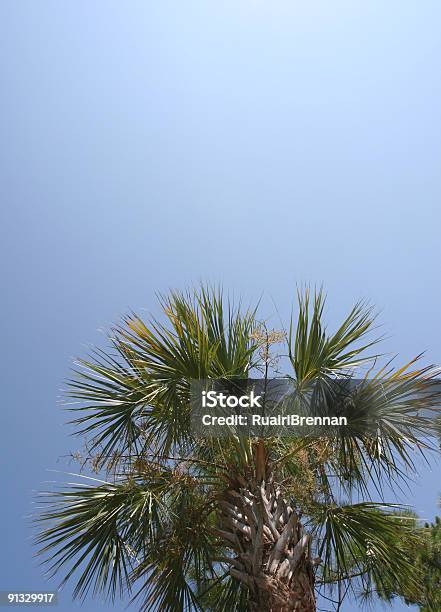 Fiteira Árvore Com Céu Azul - Fotografias de stock e mais imagens de Azul - Azul, Calor, Céu