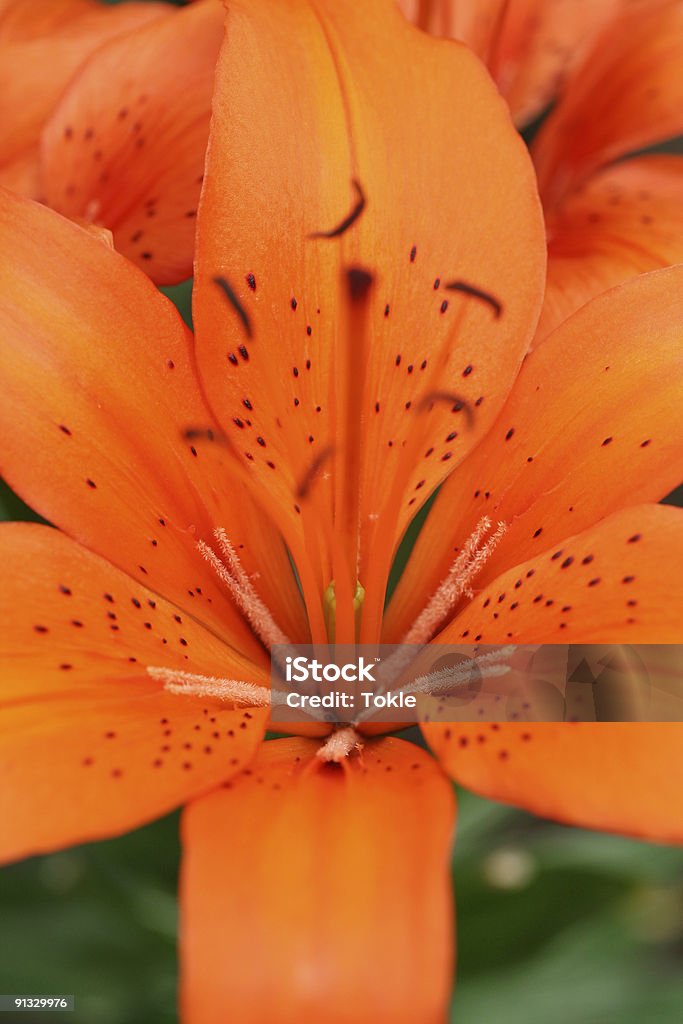 Lilienblüte - Lizenzfrei Blume Stock-Foto