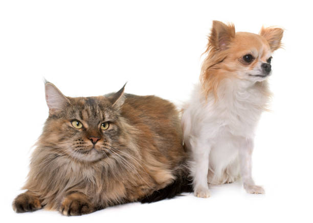 istock maine coon cat and chihuahua 913301034