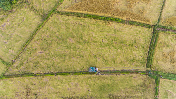 istock Aerial view of a rice fields in Thailand. 913301324