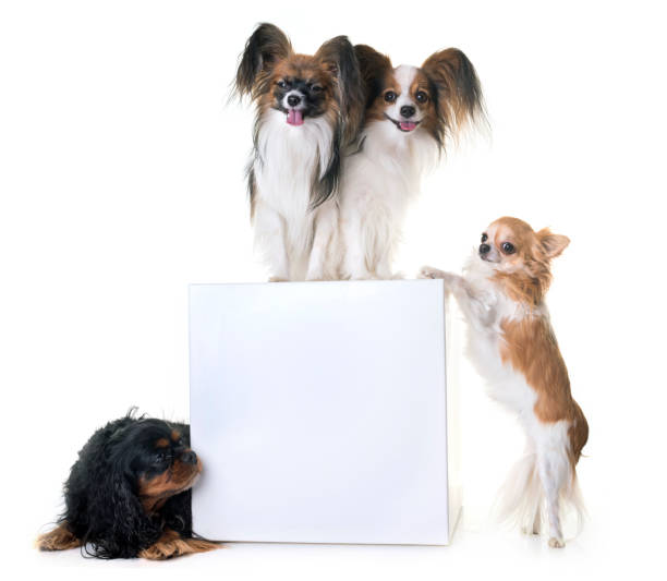 istock papillon dog and chihuahua 913303590