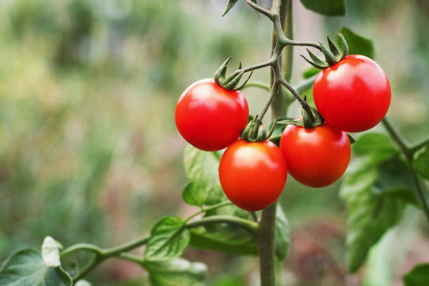 istock ripe tomato in garden 913304204