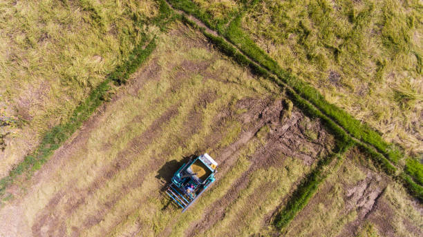 istock Aerial view of a rice fields in Thailand. 913304250