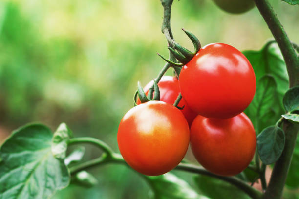istock ripe tomato in garden 913304442