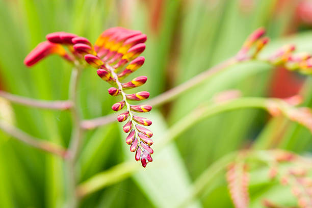 istock A Red Montbretia plant with buds ready to flower 91330449
