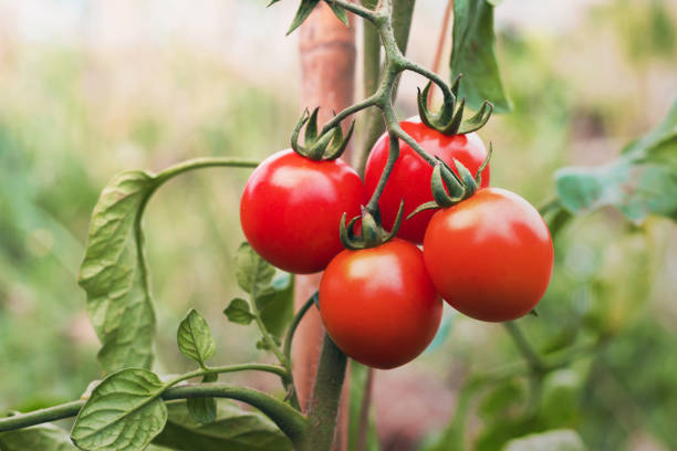 istock ripe tomato in garden 913306706