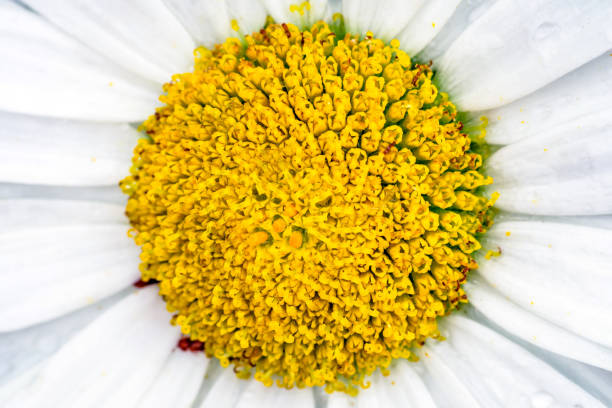 istock Detail of flower - stigma 913306986