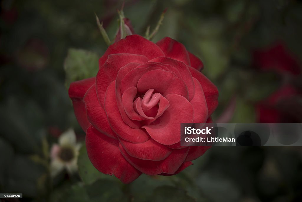Rosa vermelha - Royalty-free Flor Foto de stock