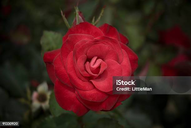 Rosa Vermelha - Fotografias de stock e mais imagens de Flor - Flor, Orvalho, Parte Mediana