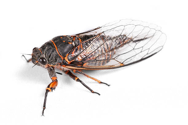 istock Another picutre of that strange looking bug 91330970