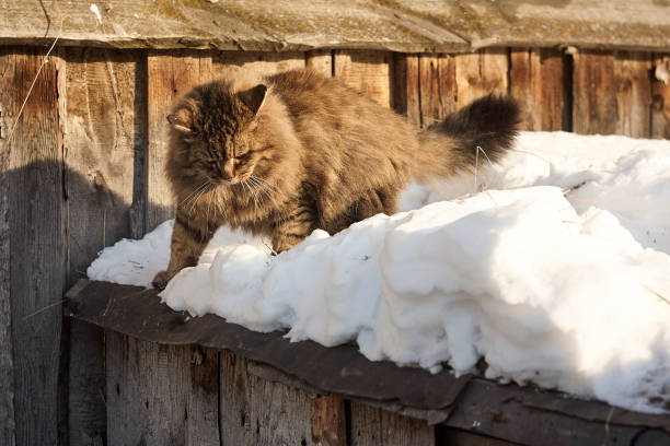 istock siberian cat going to jump on snow 913311274