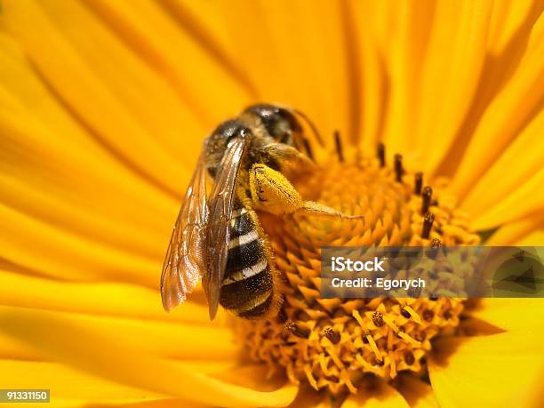 Pszczoła - zdjęcia stockowe i więcej obrazów Bez ludzi - Bez ludzi, Bliskie zbliżenie, Fotografika