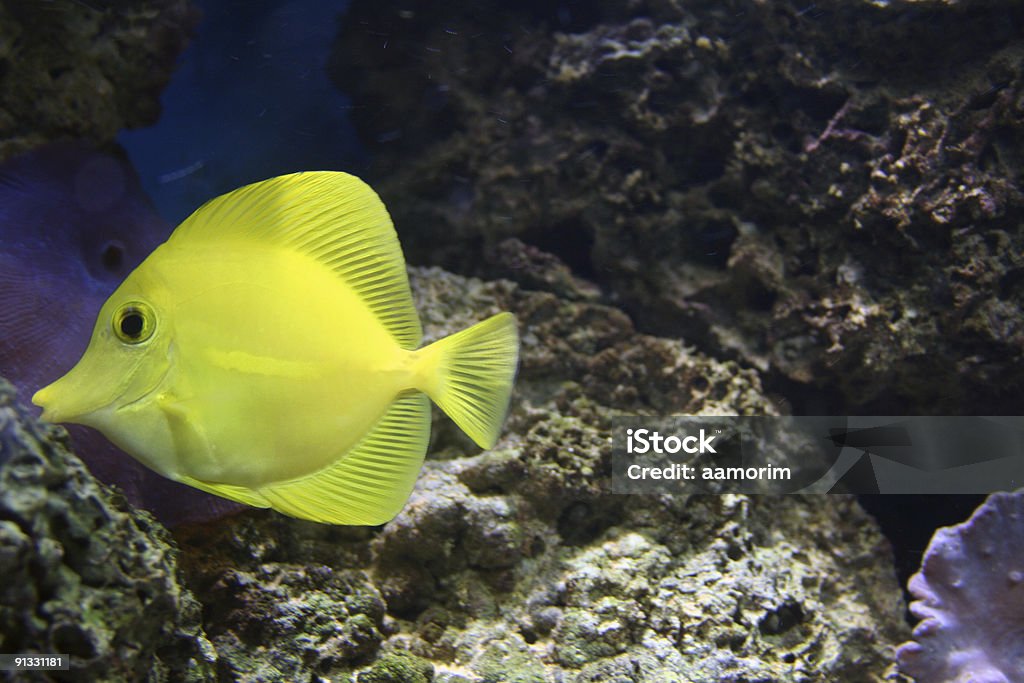 Cirujano amarillo - Foto de stock de Acuario - Recinto para animales en cautiverio libre de derechos