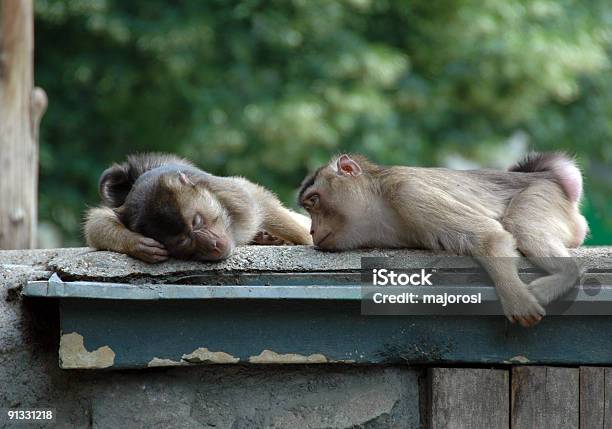 Monkeys Resting Stock Photo - Download Image Now - Snoring, Africa, Animal