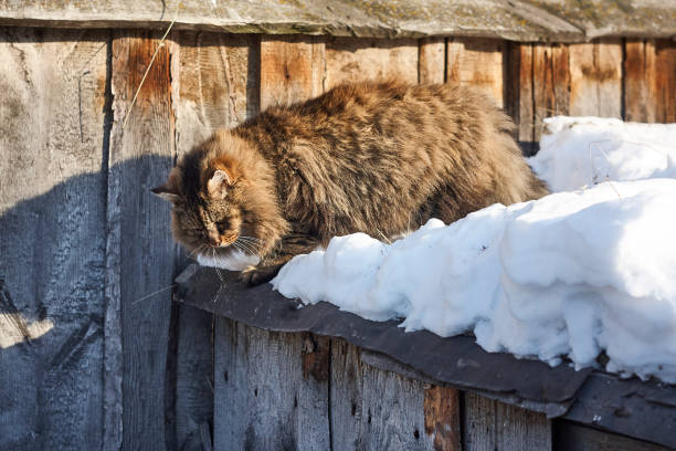 istock purebred siberian cat on roof snow edge 913312452