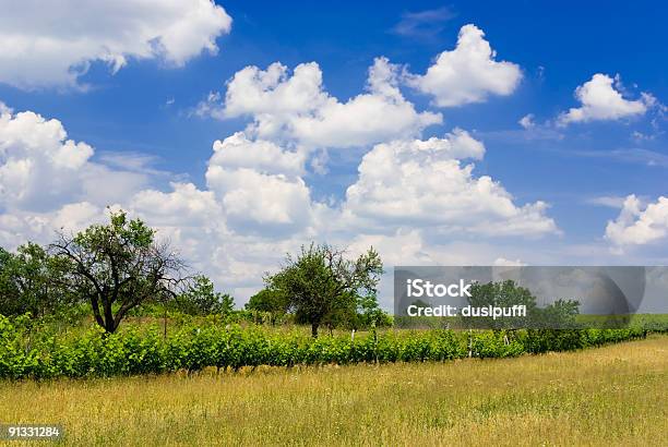 Il Campo - Fotografie stock e altre immagini di Albero - Albero, Ambientazione esterna, Azienda vinicola