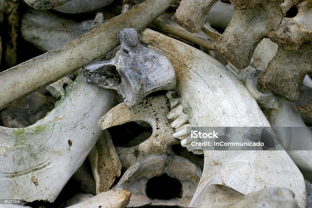 La Mascella di animale con denti - Foto stock royalty-free di Animale