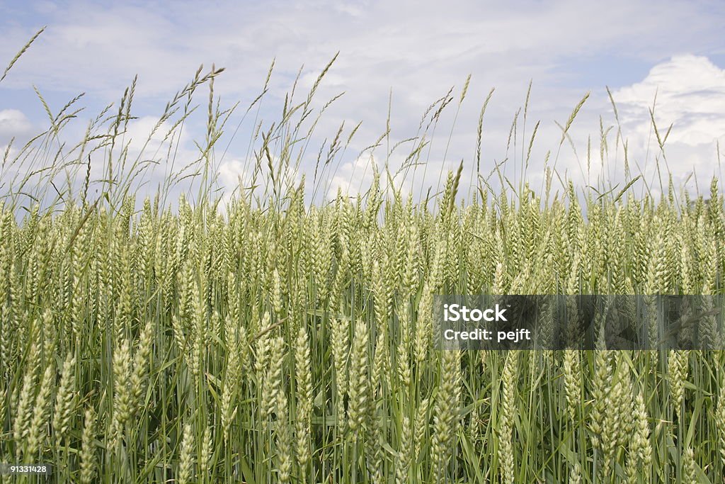 Weizen (Triticum aestivum) - Lizenzfrei Bildschärfe Stock-Foto