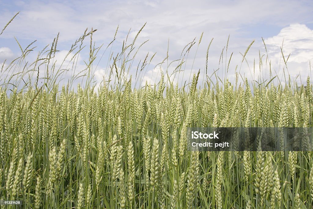 Grano (Triticum aestivum) - Foto stock royalty-free di Agricoltura