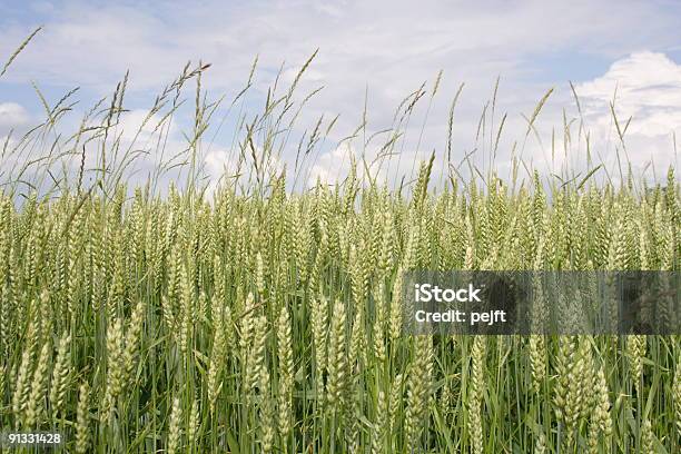 Grano - Fotografie stock e altre immagini di Agricoltura - Agricoltura, Ambientazione esterna, Campo