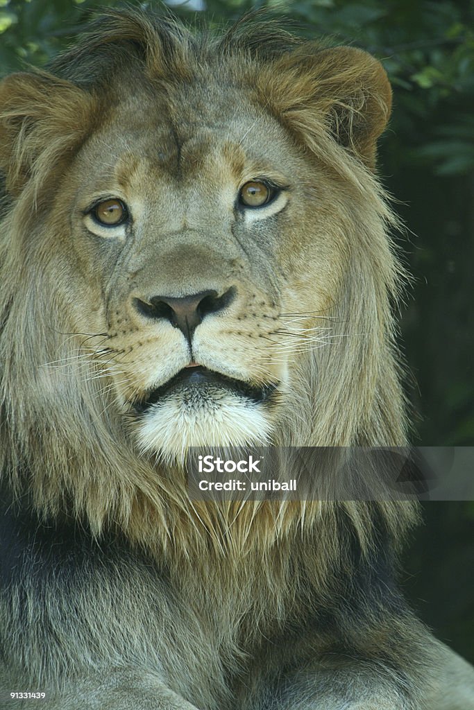 lion stares See more animals in my portfolio Animal Stock Photo