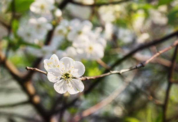 istock White flowers of cherry in springtime 913315582