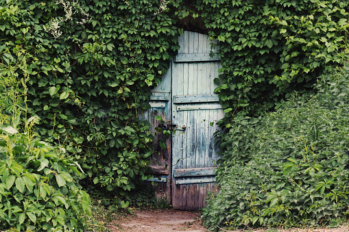 A vintage wooden blue door with padlock is ivy covered.