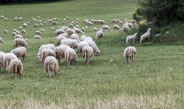istock A Flock Of Sheep Grazing Near A Forest 913315914