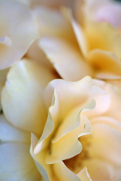 Soft yellow rose - macro stock photo