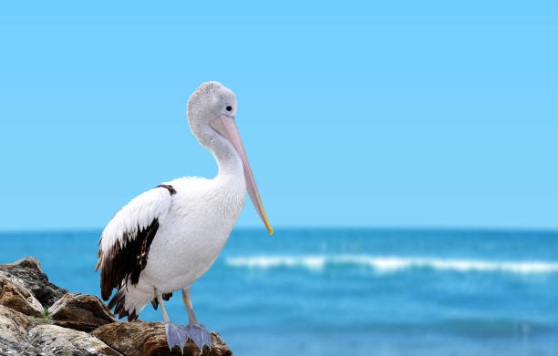 istock Big white pelican standing on a rock. 913320422