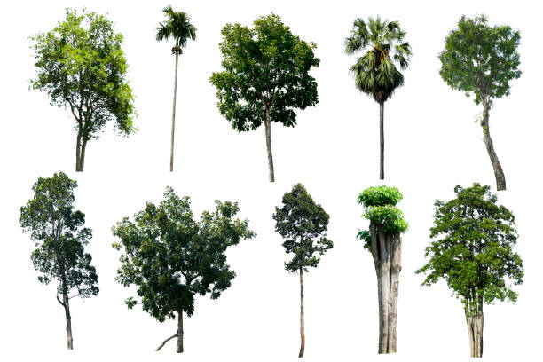 The tree, Have it all 10 with Cuttack. The tree is the most important thing in the world, Oxygen Production, Temperature control, Balance with nature, Beautiful, Have it all 10 with Cut-tack. tropical tree stock pictures, royalty-free photos & images