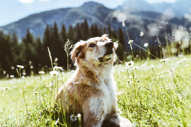 istock dog portrait at mountain 913320660