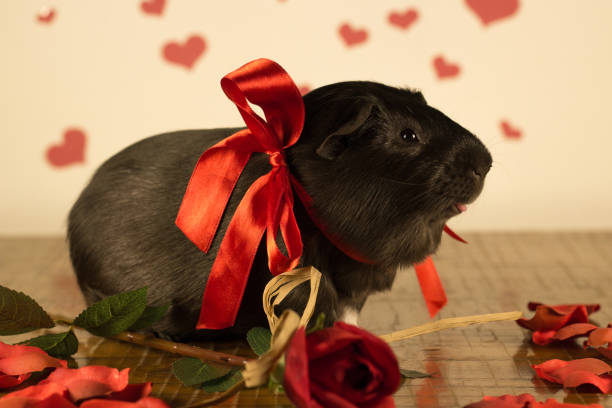 istock Guinea Pig on Valentine's Day 913320726