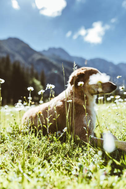 istock dog portrait at mountain 913322766
