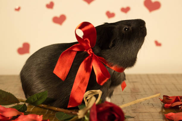 istock Guinea Pig on Valentine's Day 913323412