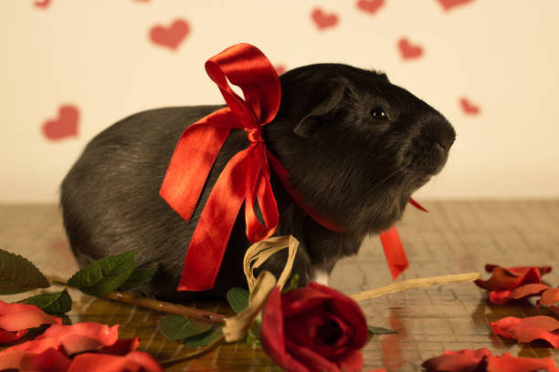 istock Guinea Pig on Valentine's Day 913323668