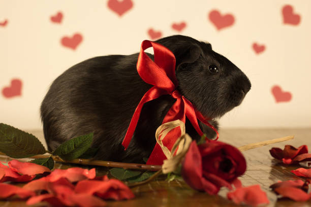 istock Guinea Pig on Valentine's Day 913323776