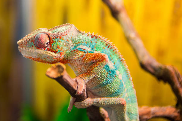 카멜레온 분기 - chameleon reptile madagascar animal 뉴스 사진 이미지