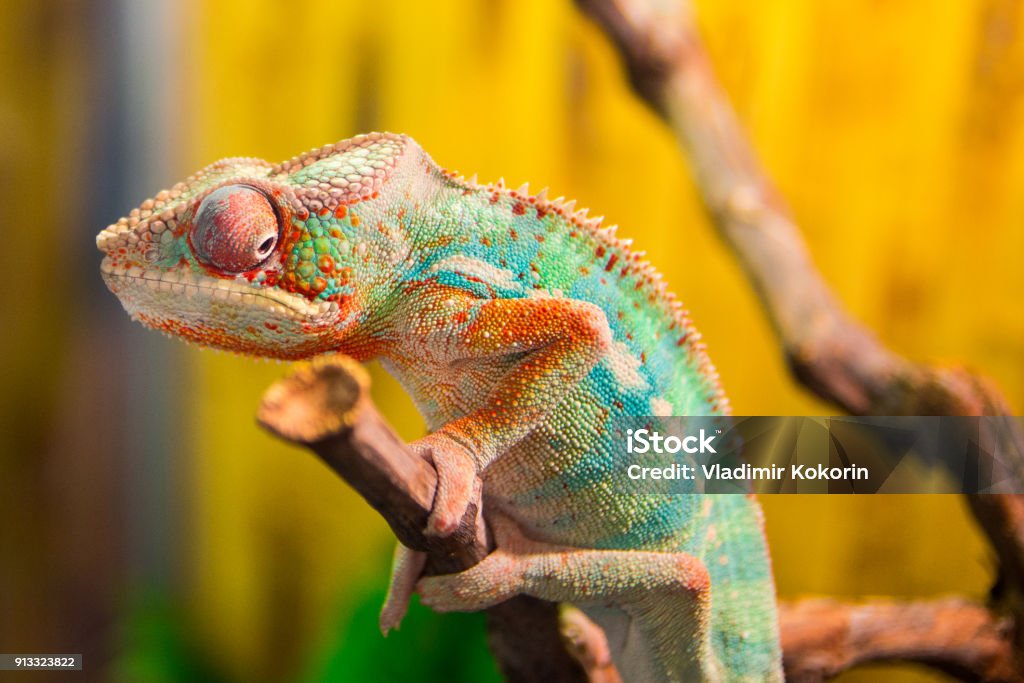 chameleon on branch Chameleon Stock Photo