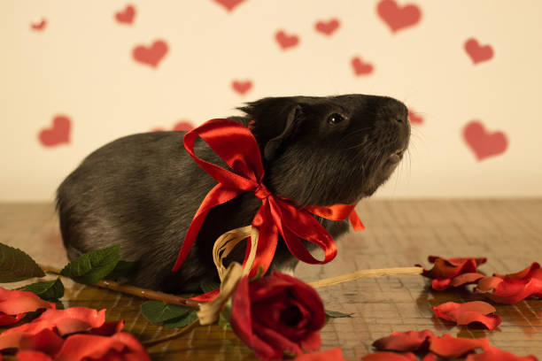 istock Guinea Pig on Valentine's Day 913326304