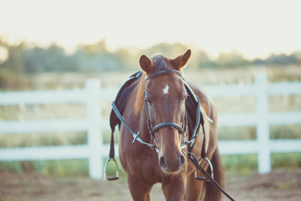 istock Horse on the farm 913326346