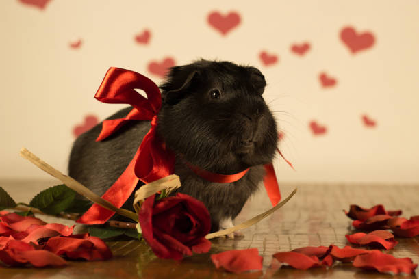 istock Guinea Pig on Valentine's Day 913327028