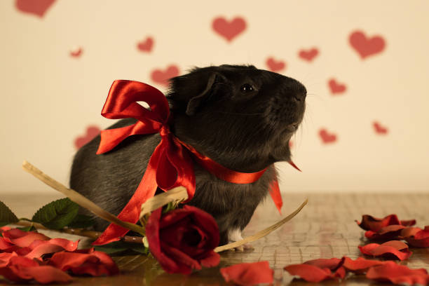 istock Guinea Pig on Valentine's Day 913327094