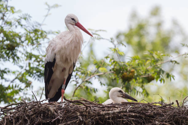 istock White stork sitting on a nest 913327194