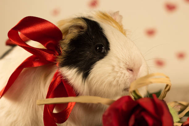 istock Guinea Pig on Valentine's Day 913328008