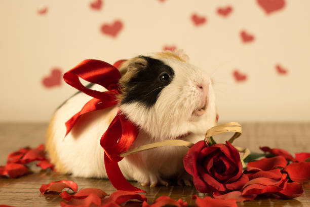 istock Guinea Pig on Valentine's Day 913328014