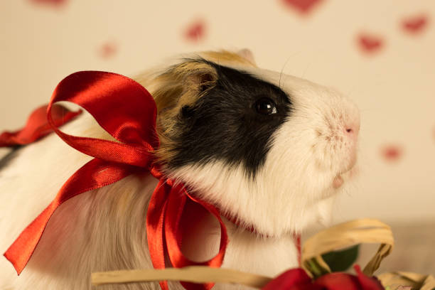 istock Guinea Pig on Valentine's Day 913330386