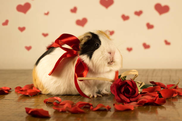 istock Guinea Pig on Valentine's Day 913330736
