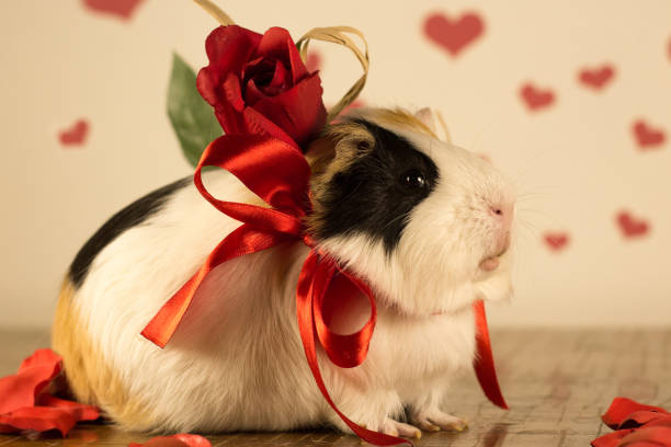 istock Guinea Pig on Valentine's Day 913330804